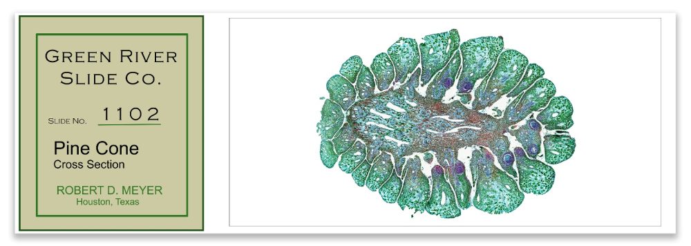 Green River Slide 1102 Pine Cone Cross Section